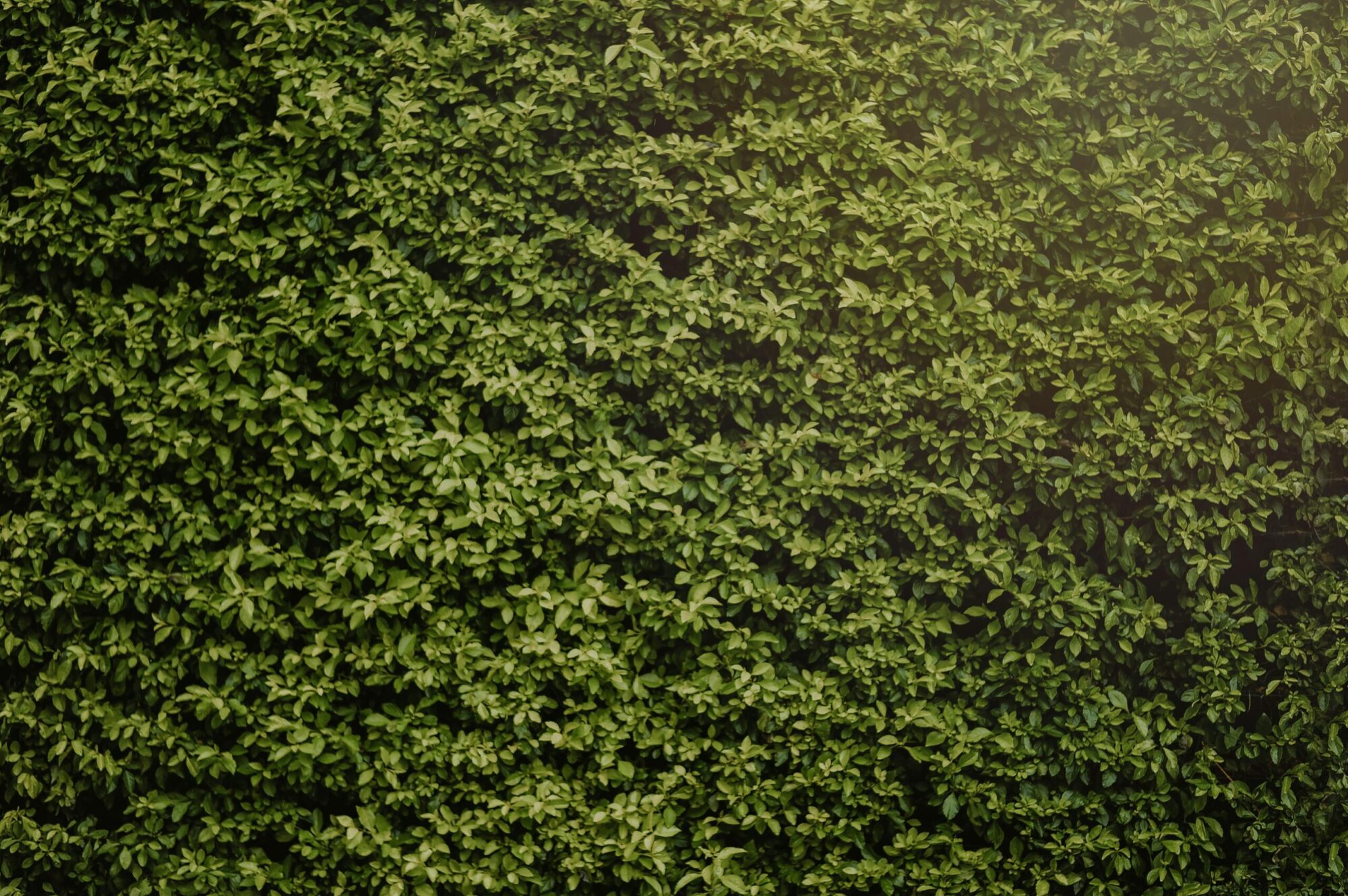 Un mur végétal éclairé